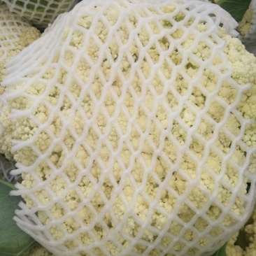 菜花适中乳白1斤