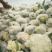 菜花适中乳白1斤