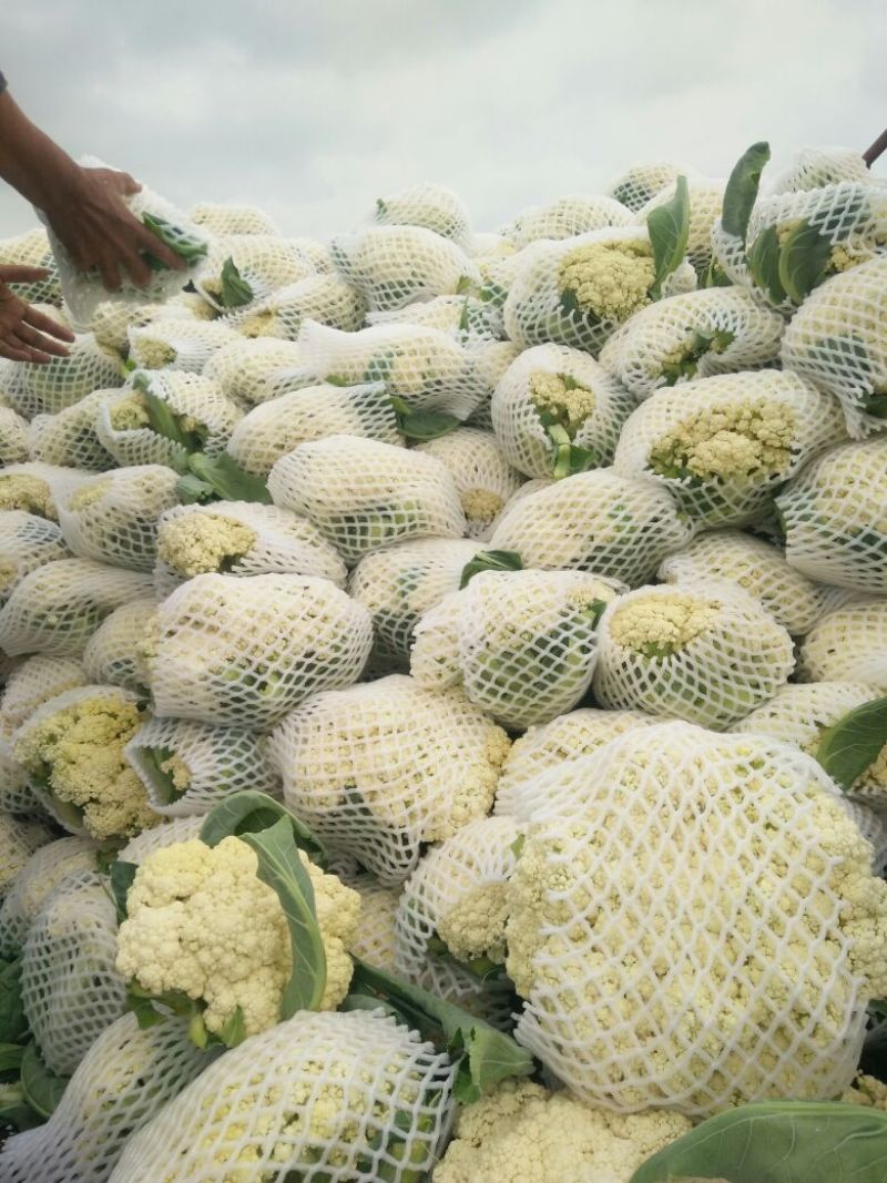 菜花适中乳白1斤