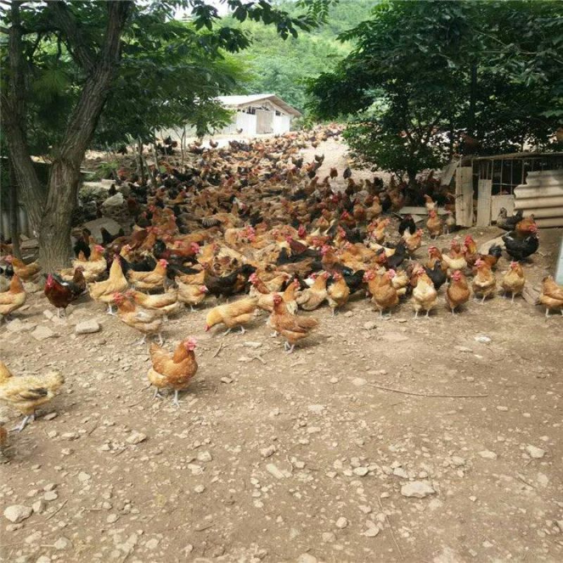 绿壳蛋鸡苗出壳苗35~45克通货厂家直销黑江汉