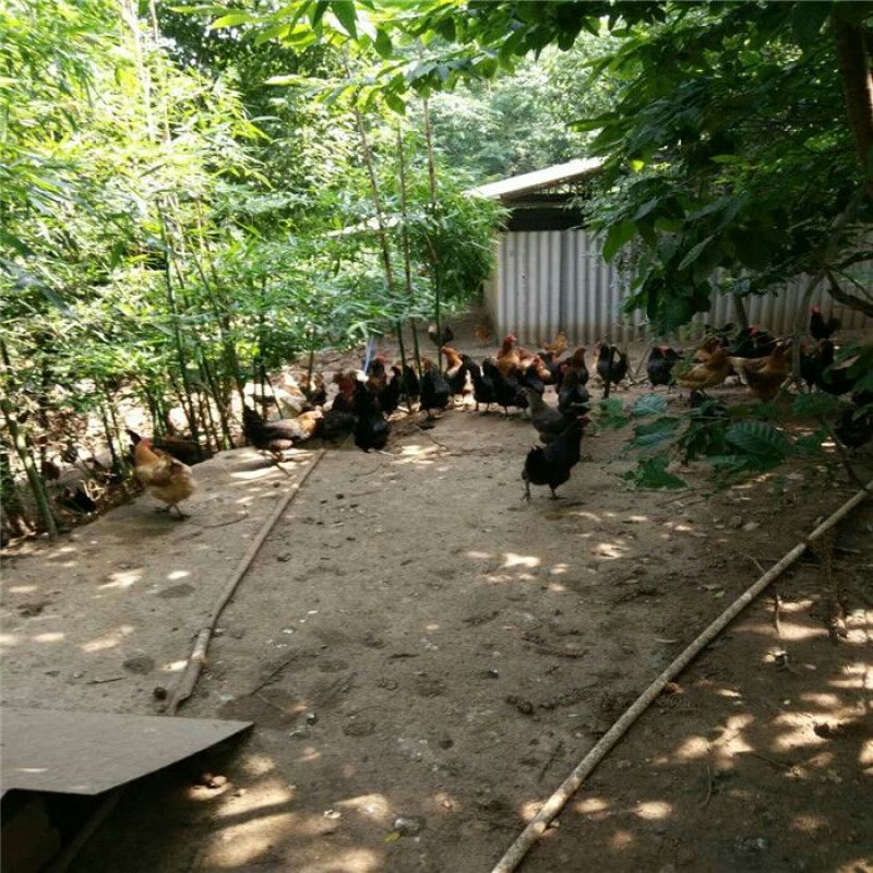 绿壳蛋鸡苗出壳苗35~45克通货厂家直销黑江汉