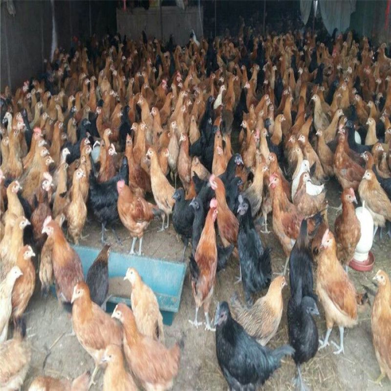 绿壳蛋鸡苗出壳苗35~45克通货厂家直销黑江汉