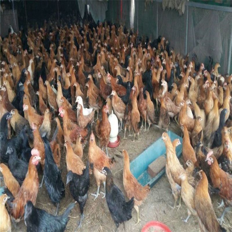 绿壳蛋鸡苗出壳苗35~45克通货厂家直销黑江汉