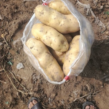 荷兰十五土豆通货3两以上