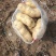 荷兰十五土豆通货3两以上