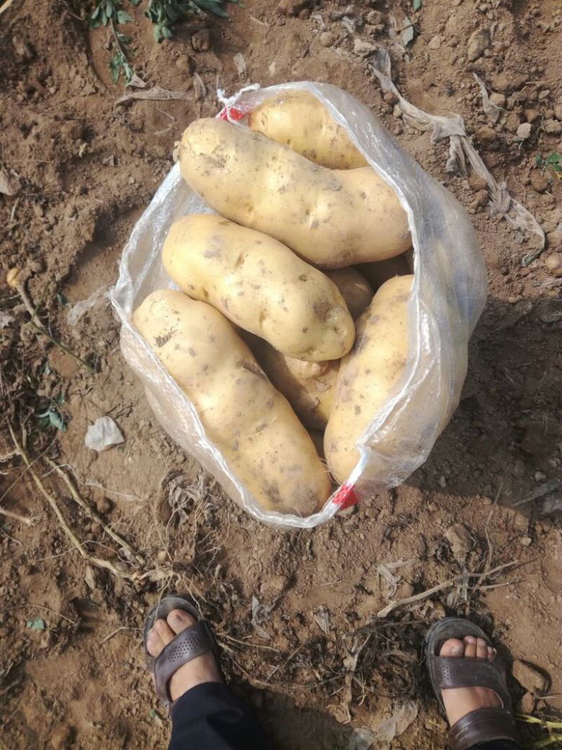荷兰十五土豆通货3两以上