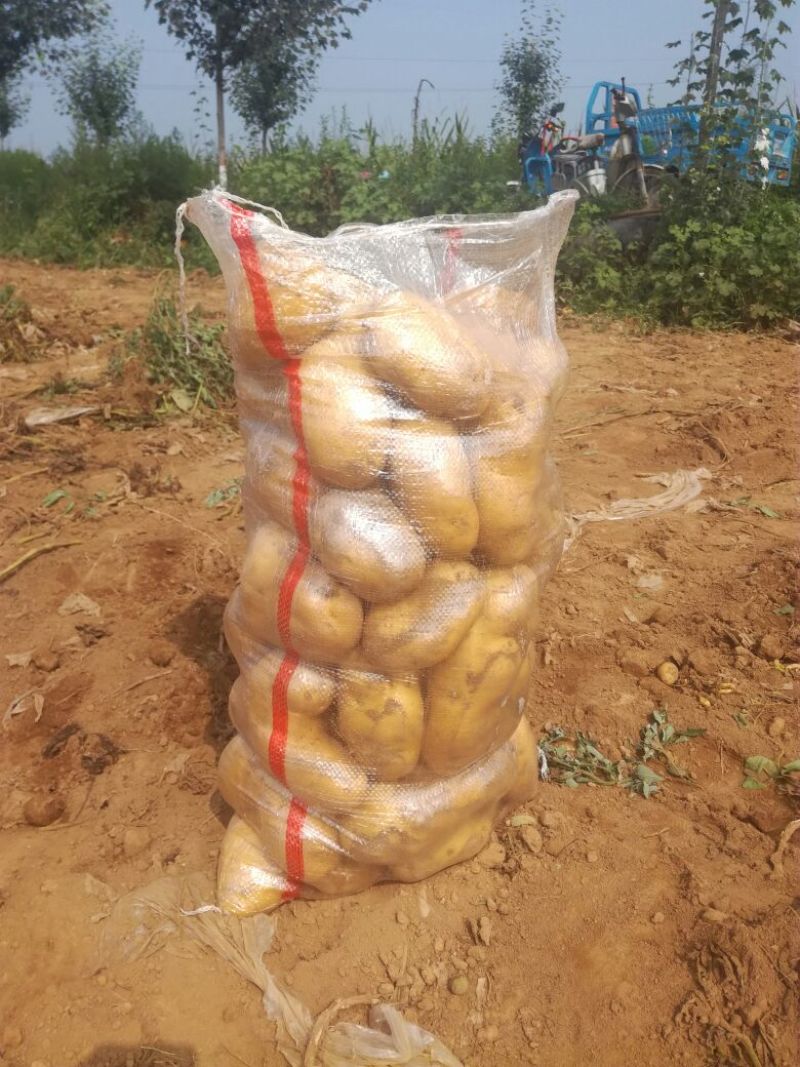 荷兰十五土豆通货3两以上