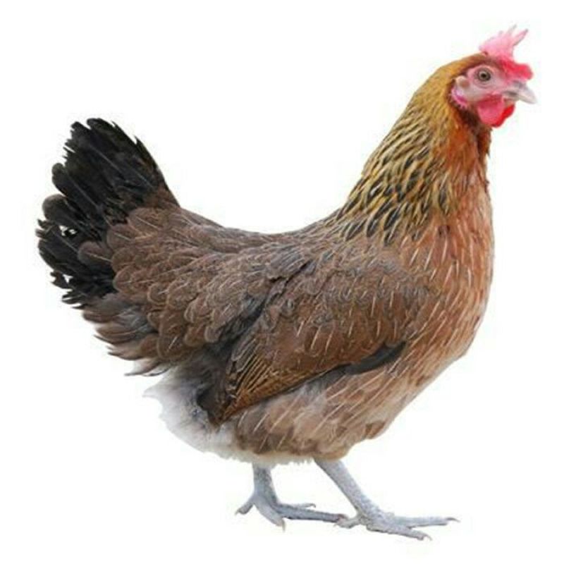 青脚麻鸡苗35~45克出壳苗通货厂家直销