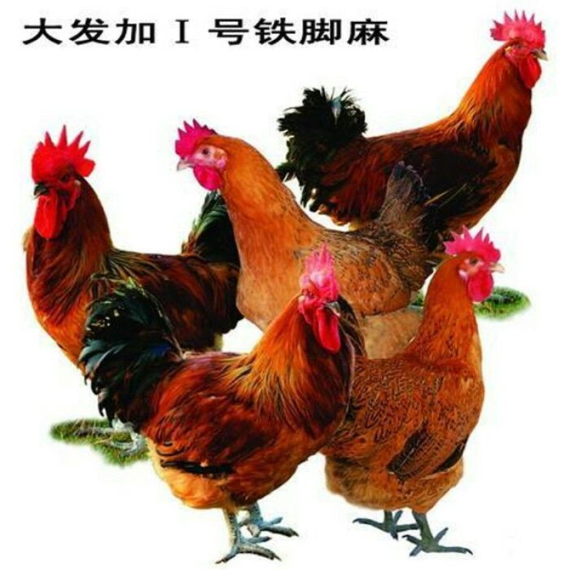 青脚麻鸡苗35~45克出壳苗通货厂家直销