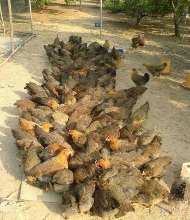 青脚麻鸡苗35~45克出壳苗通货厂家直销