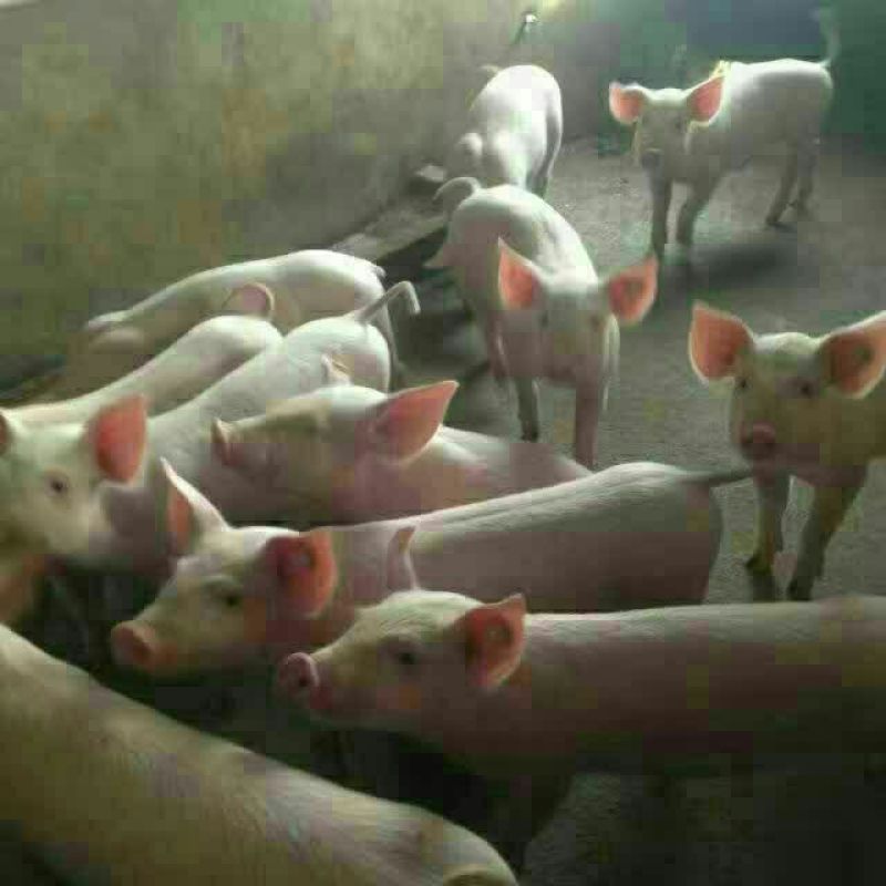 二元母猪包发情包配种