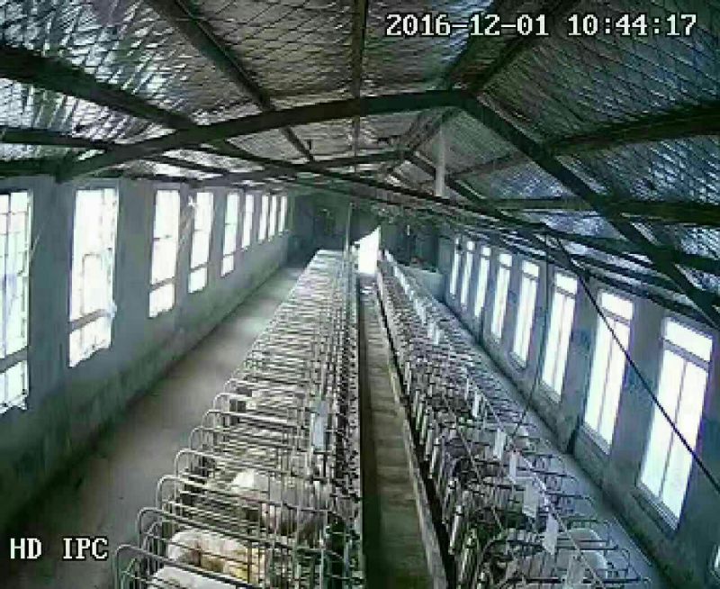 二元母猪包发情包配种