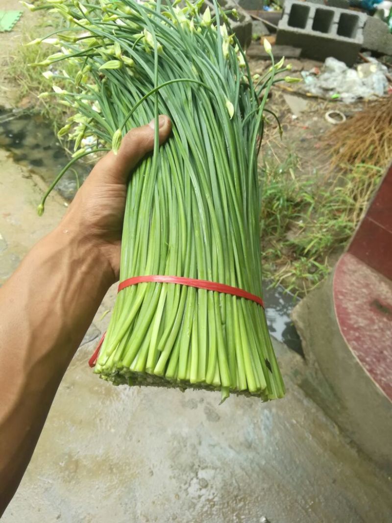 韮苔20~30cm
