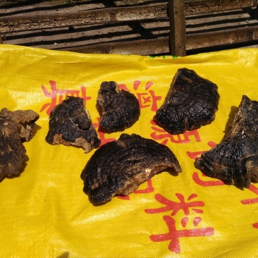 广西祟左本地：药用灵芝薄树芝