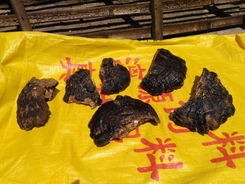 广西祟左本地：药用灵芝薄树芝