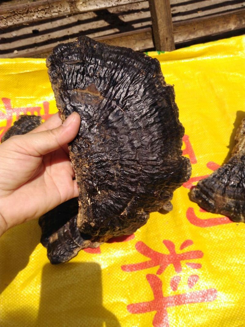 广西祟左本地：药用灵芝薄树芝