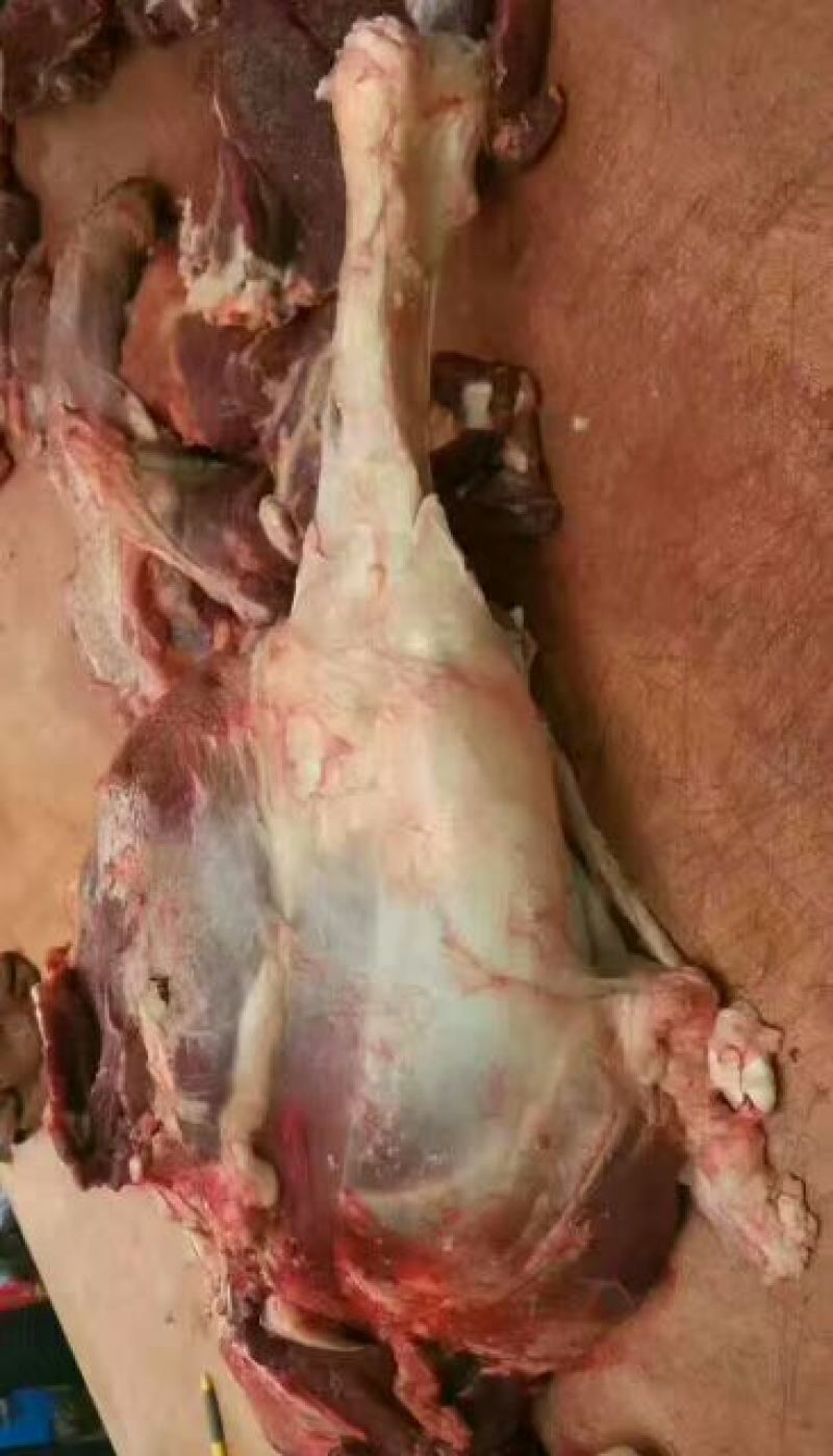 牛肉干牦牛肉鲜肉