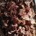 牛肉干牦牛肉鲜肉