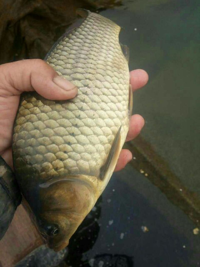 黄金鲫食用