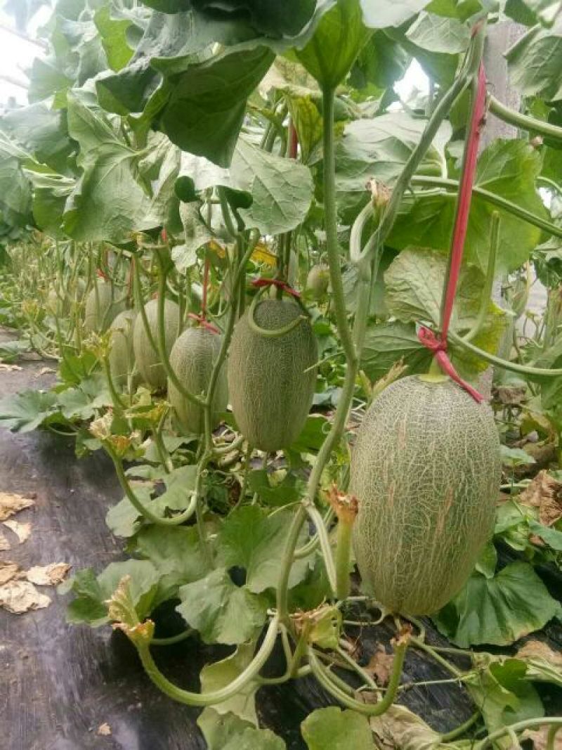 西州蜜瓜5斤以上长圆形