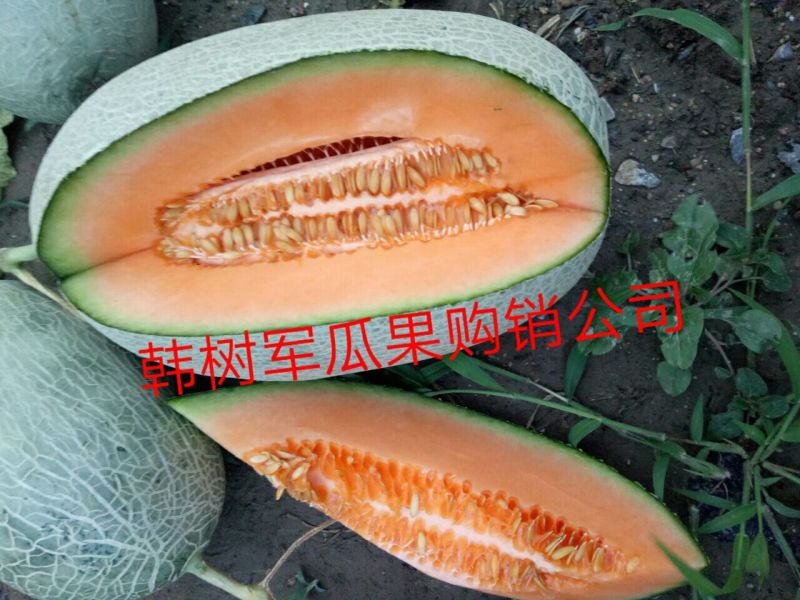 西州蜜瓜5斤以上长圆形