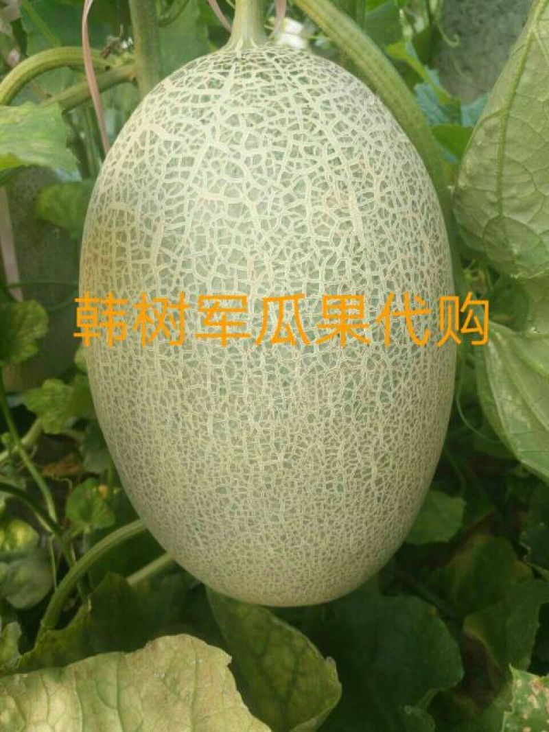 西州蜜瓜5斤以上长圆形