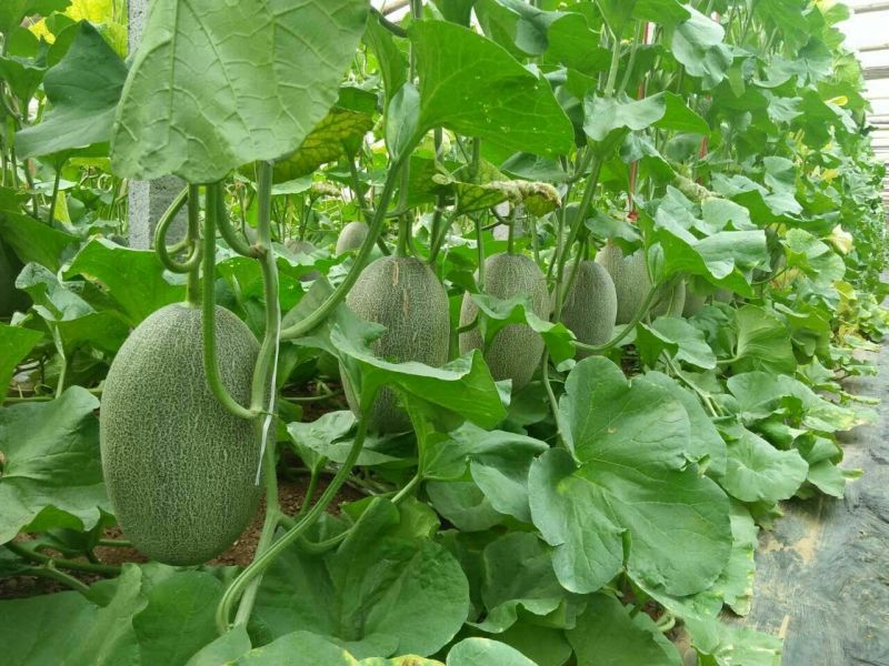 西州蜜瓜5斤以上长圆形
