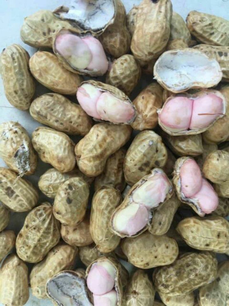 白沙系列鲜货带壳