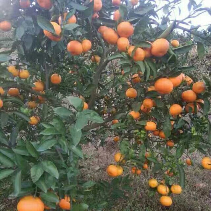 蜜橘口感纯正，货源充足。