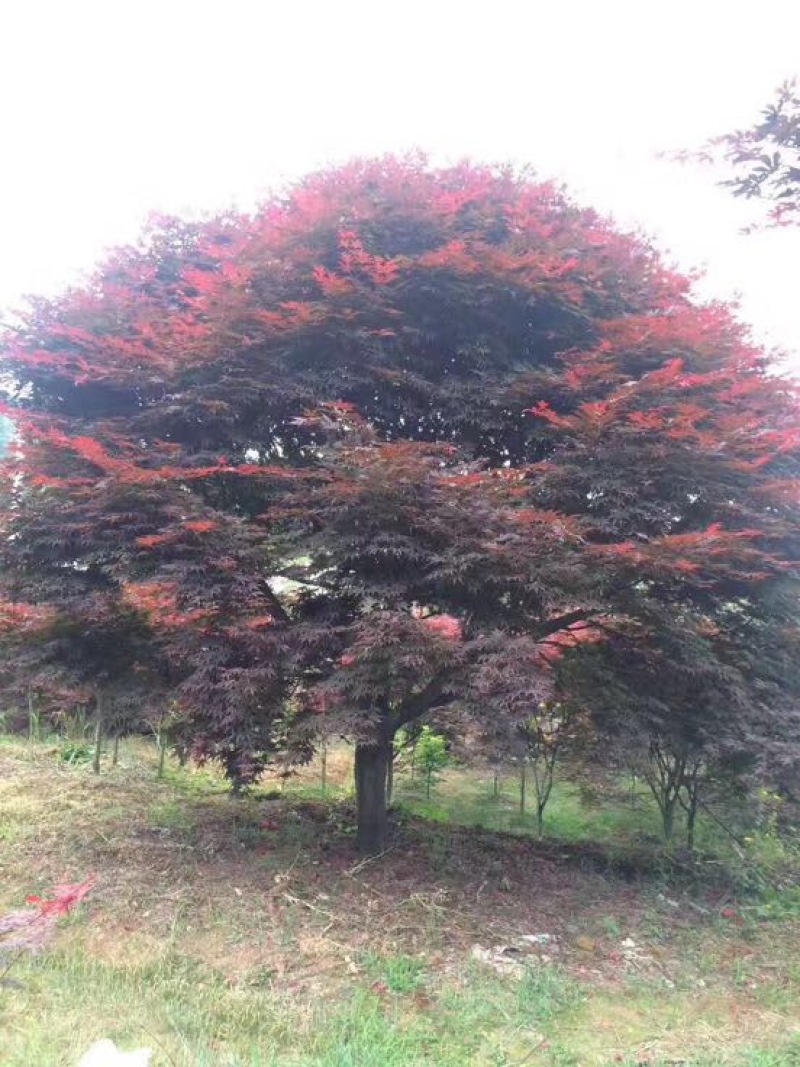 红枫141~170cm