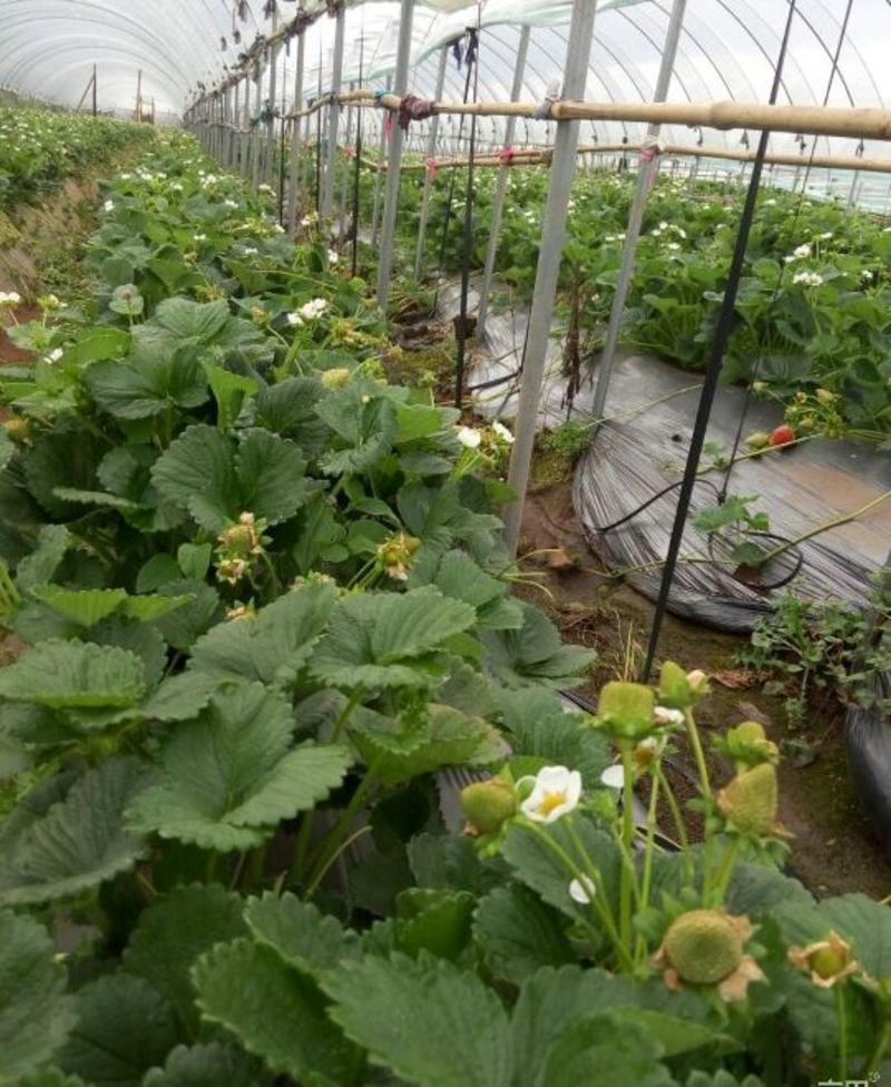 草莓苗20到30公分脱毒草莓苗品种齐全纯正