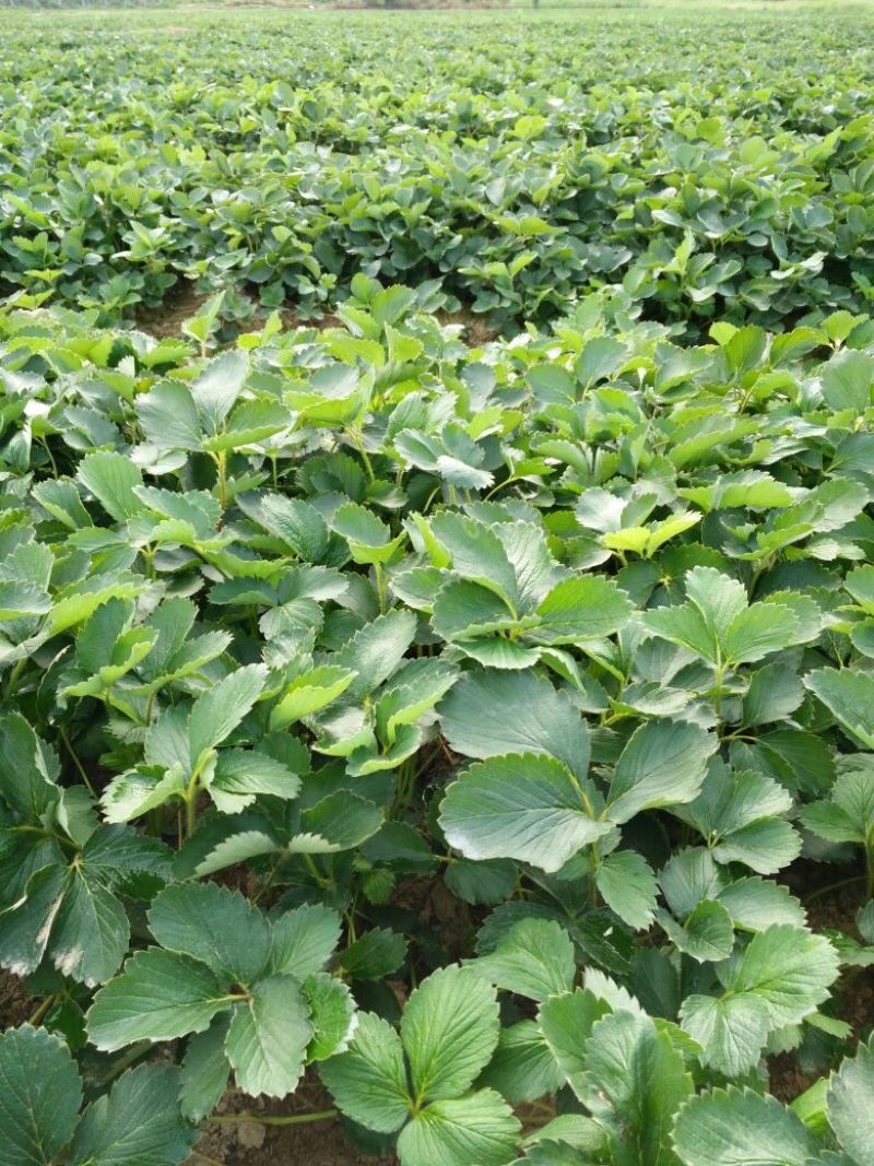 大叶红颜建德红大叶宁玉草莓苗