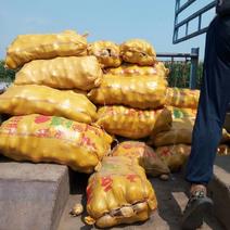 尤金885土豆通货1两以上货源紧缺公主岭地区