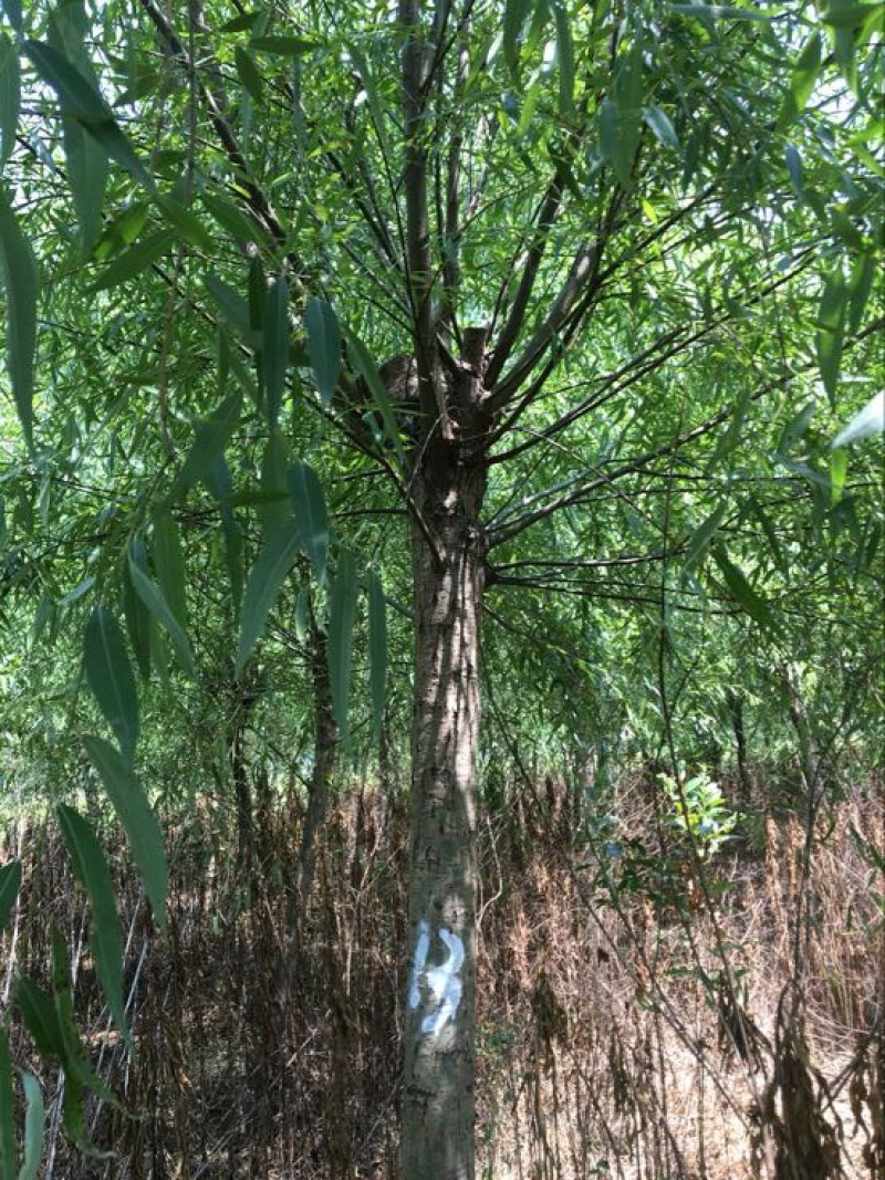 垂柳4~6cm4~6cm2.5~3米