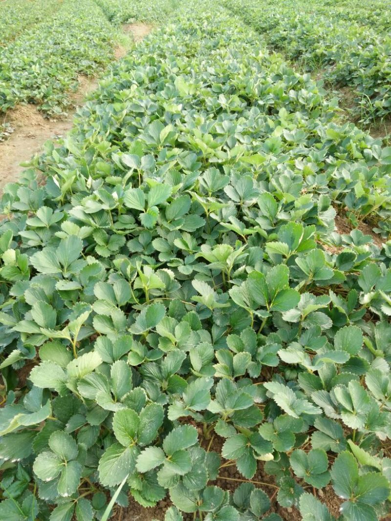 大叶红颜建德红大叶宁玉草莓苗