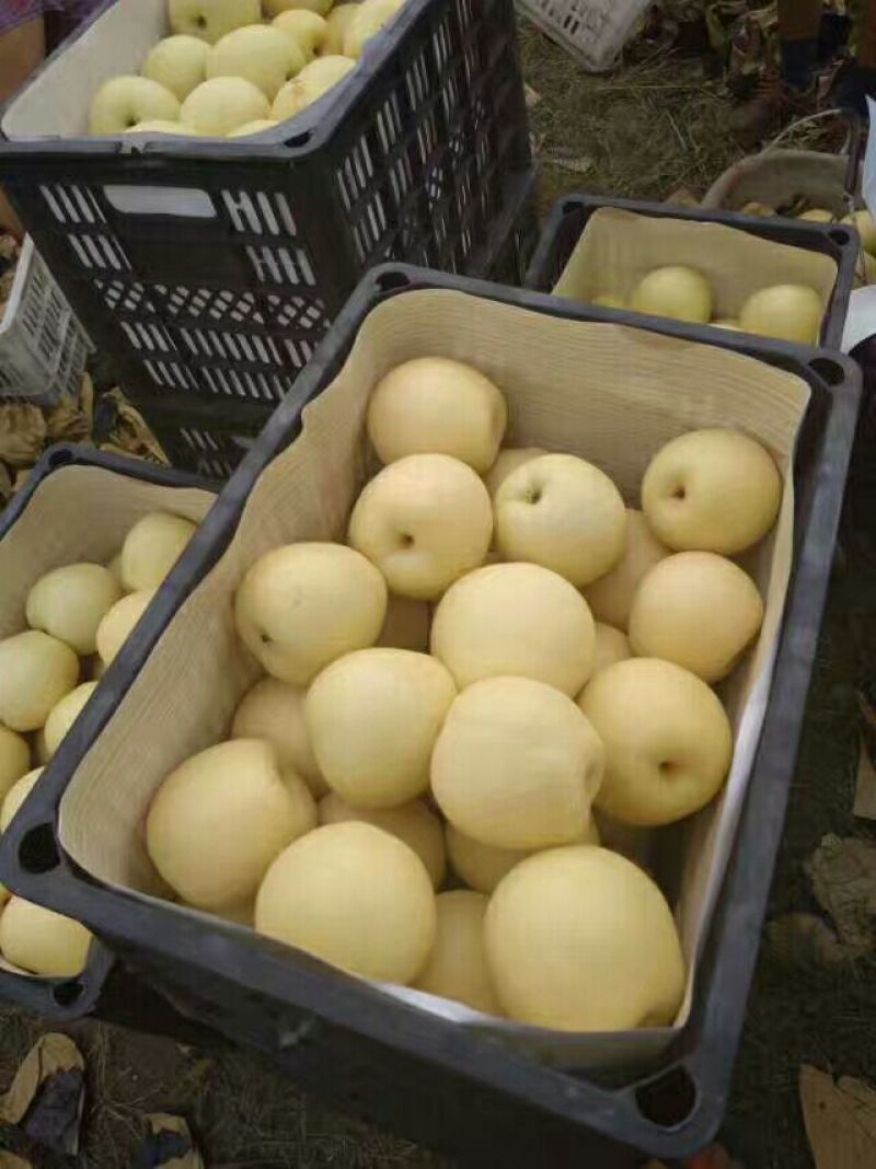 皇冠梨500~550g纸袋