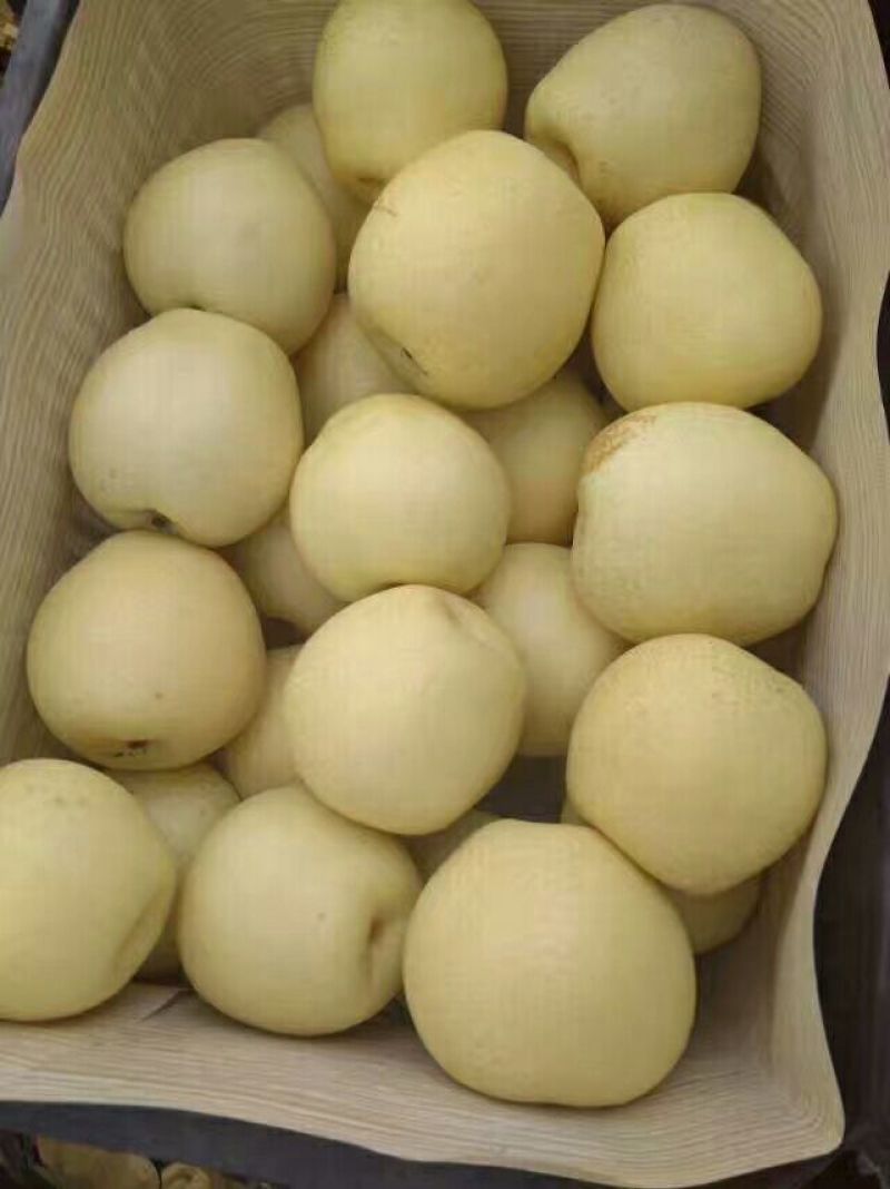 皇冠梨500~550g纸袋