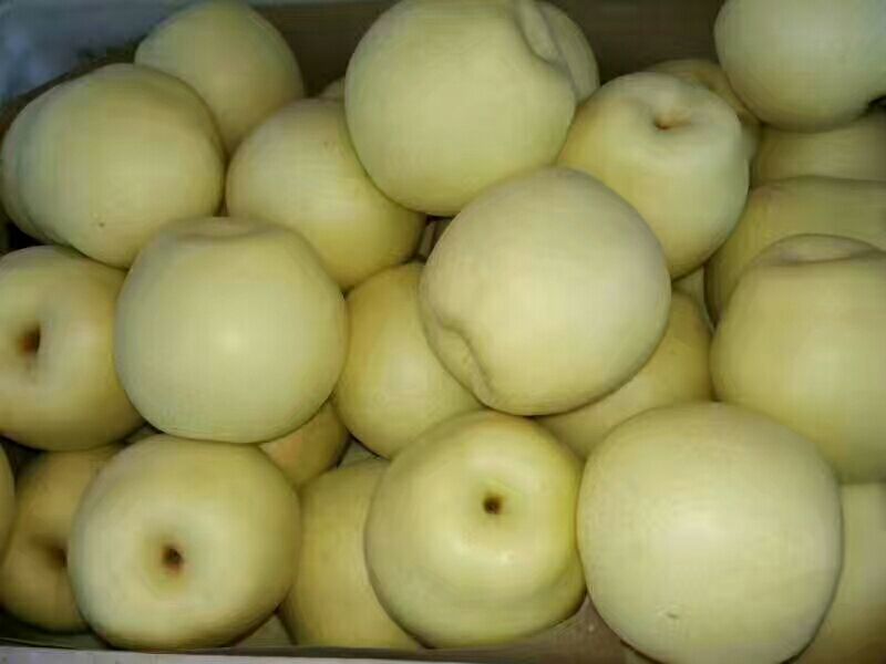 皇冠梨500~550g纸袋