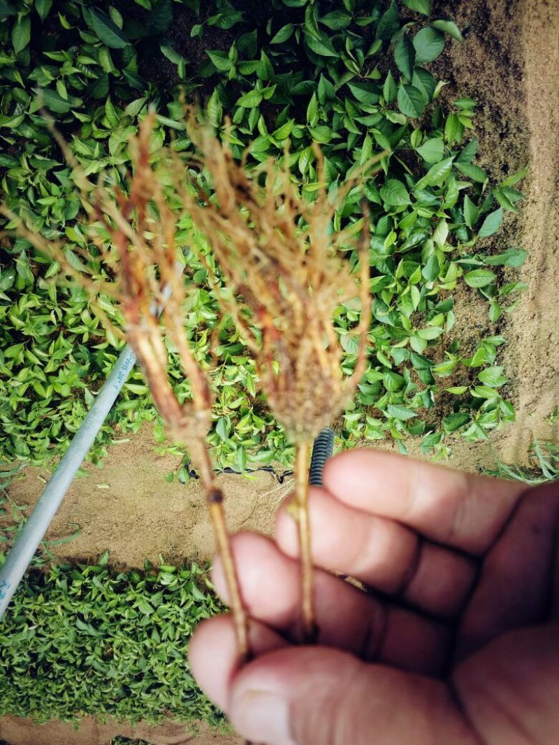 脱毒矮化樱桃苗鲁樱三号樱桃苗结果早产量高
