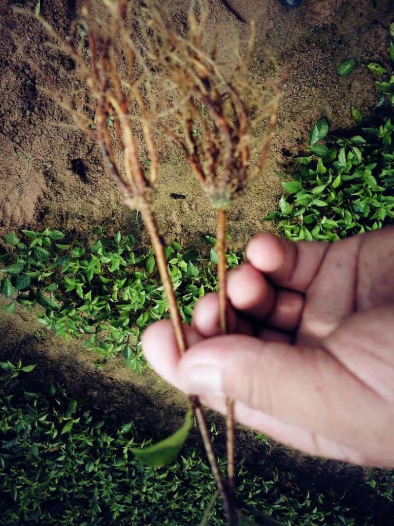 脱毒矮化樱桃苗鲁樱三号樱桃苗结果早产量高