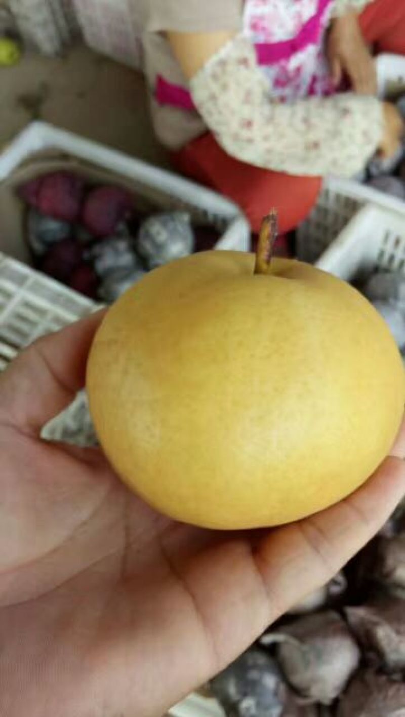 圆黄梨300~350g纸加膜