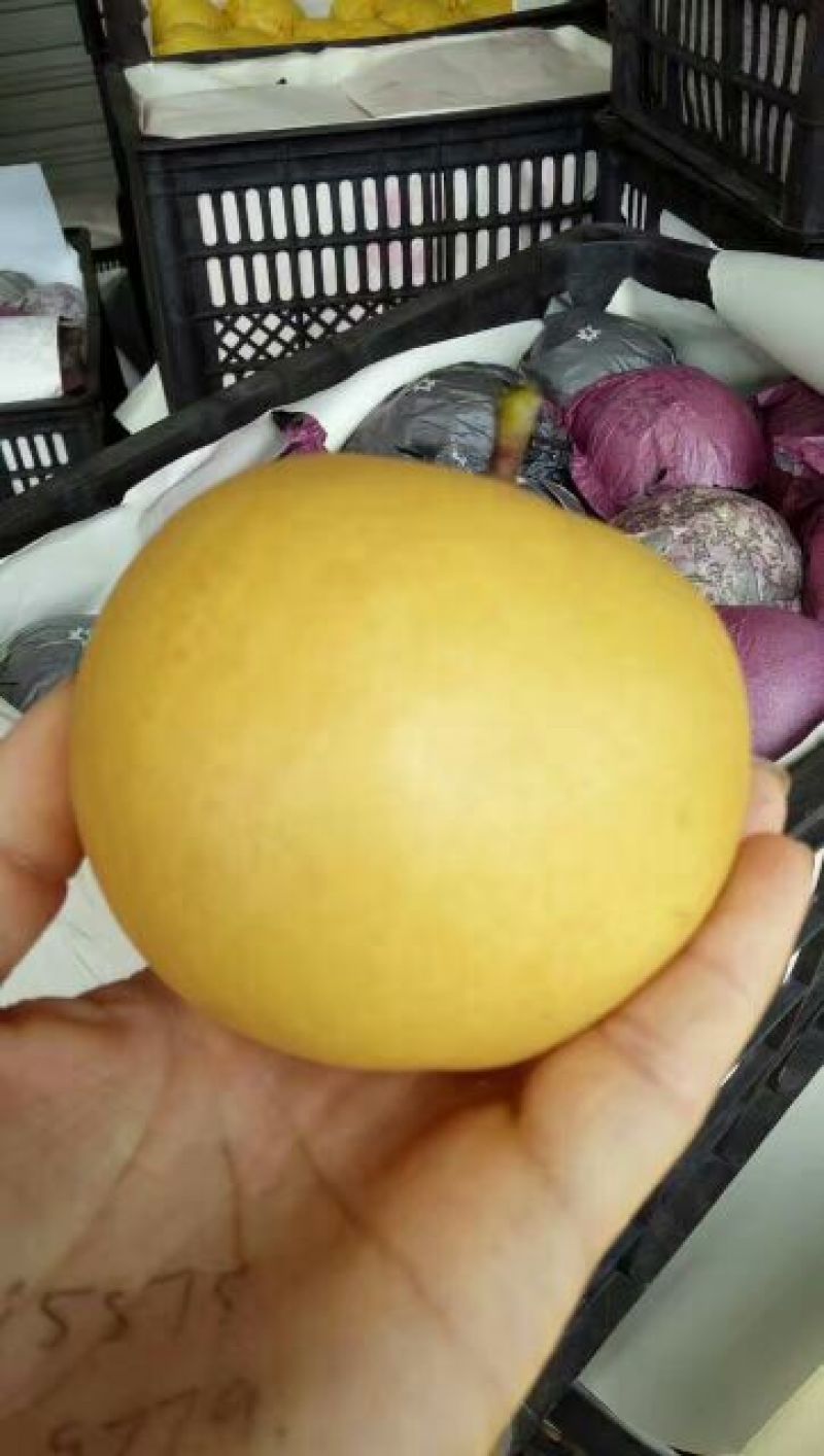 圆黄梨300~350g纸加膜