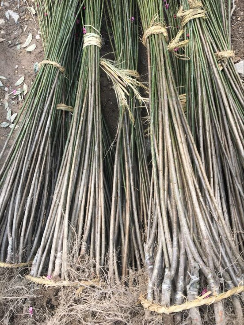 花梅2~4cm4~6cm1.5~2米