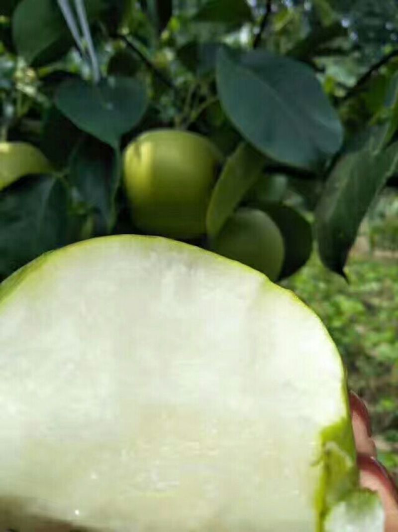皇冠梨300~350g纸加膜