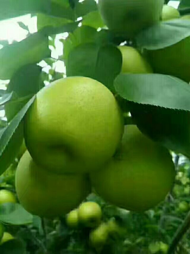 皇冠梨300~350g纸加膜