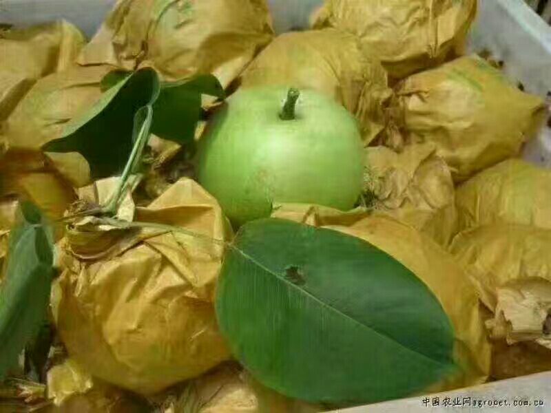 皇冠梨300~350g纸加膜
