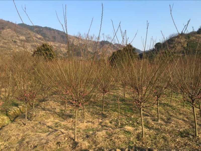 花梅2~4cm4~6cm1.5~2米