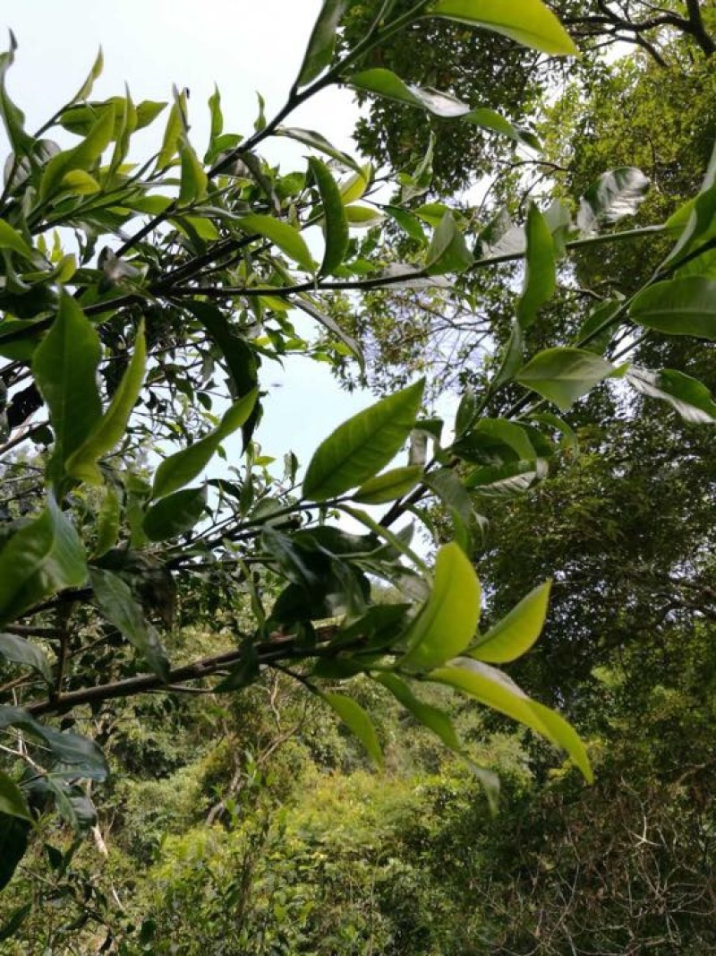 普洱绿茶一级