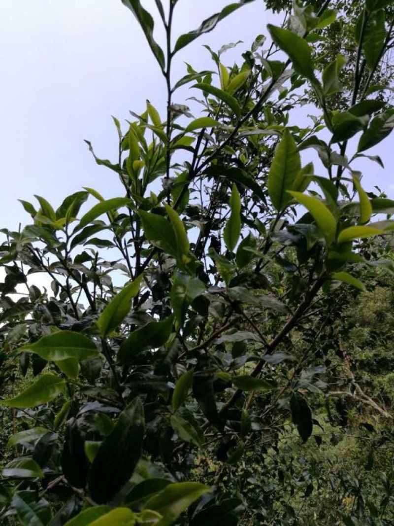 普洱绿茶一级