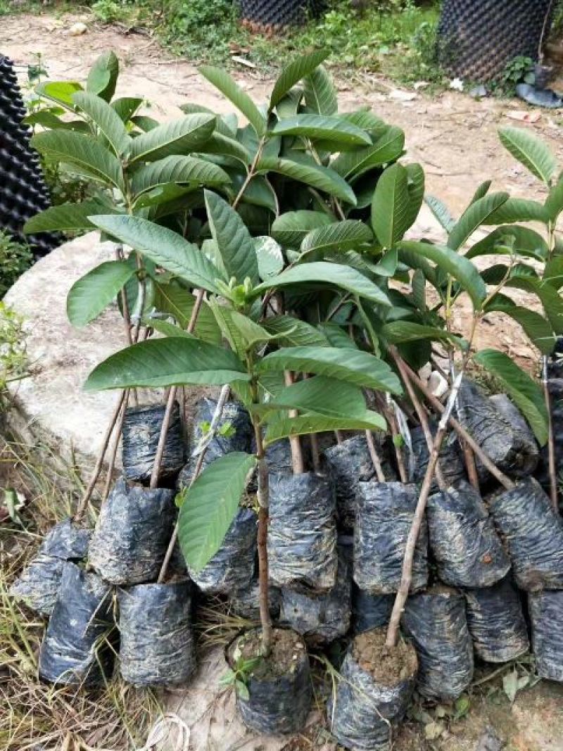 西瓜番石榴苗50~80cm